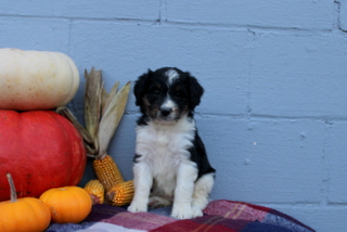 puppy, for, sale, Bernadoodle, Matthew B. Stoltzfus, dog, breeder, Gap, PA, dog-breeder, puppy-for-sale, forsale, nearby, find, puppyfind, locator, puppylocator, aca